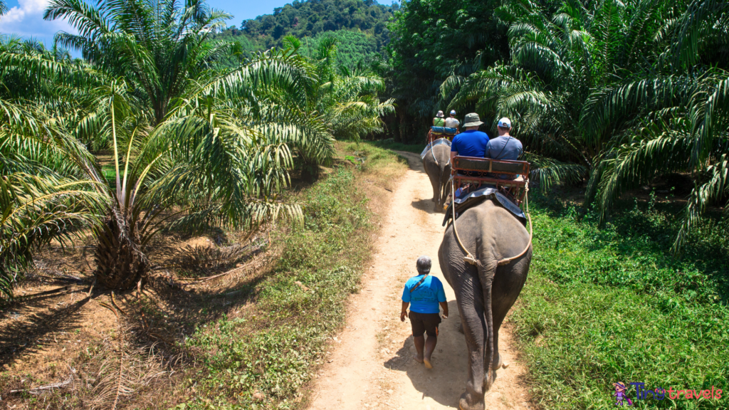 Elephant Trekking at Kao-Sok, Thailand⁠