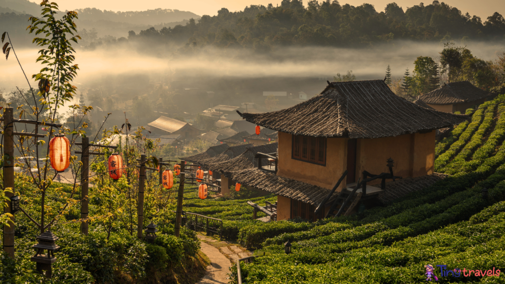 Chinese Village Tea in the Hill at Mae Hong Son⁠