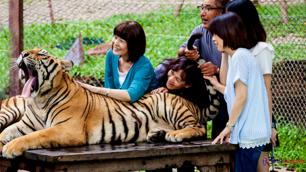 Tiger Kingdom