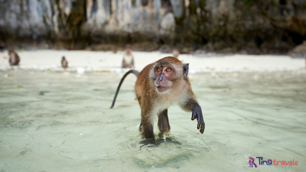 Monkey Beach