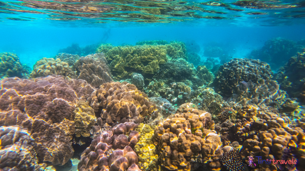 Coral garden