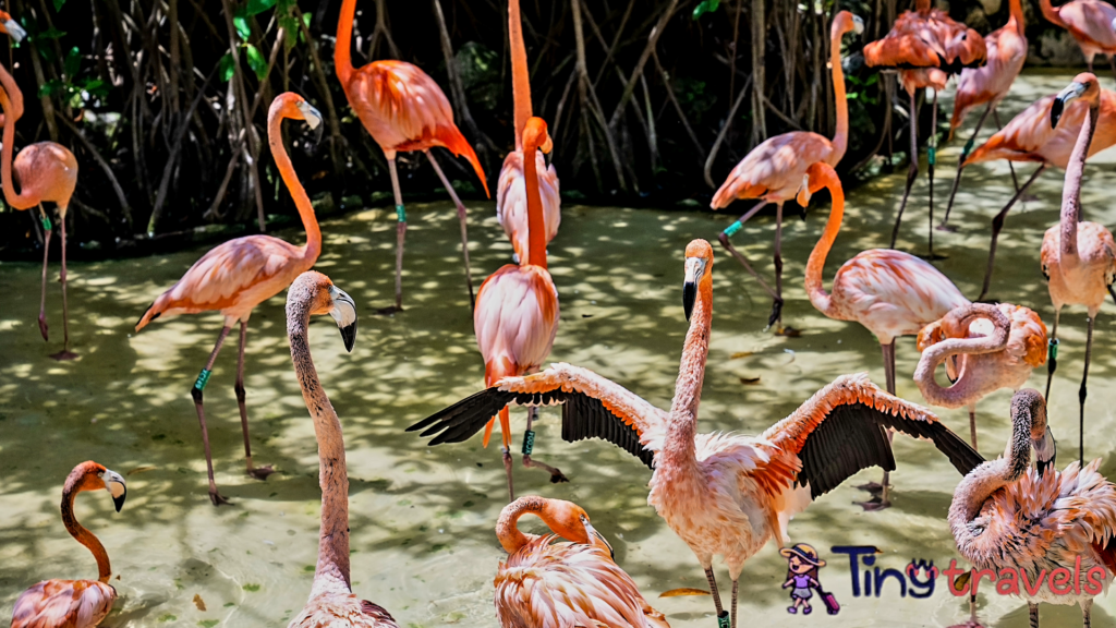 Flamingo Birds