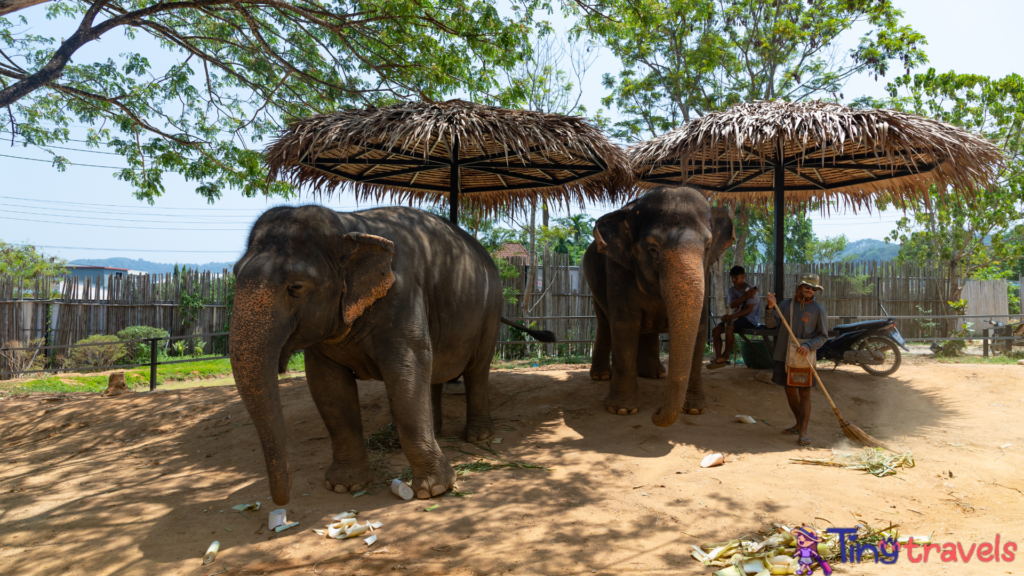 Elephant Jungle Sanctuary, Phuket