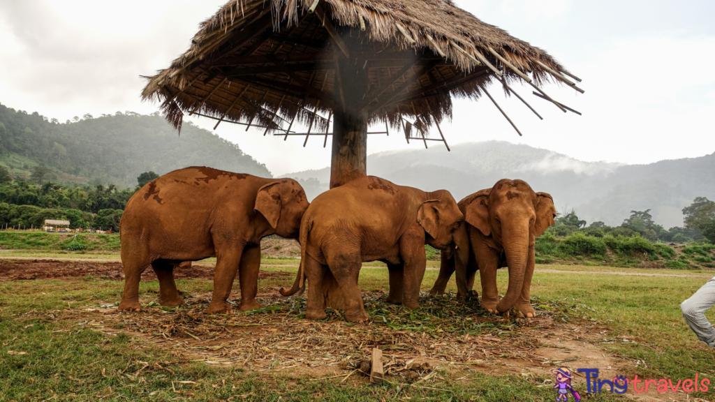 Elephant Nature Park