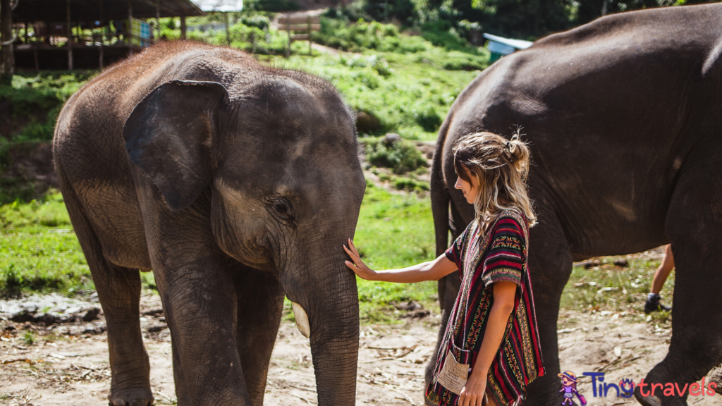 Elephant sanctuaries