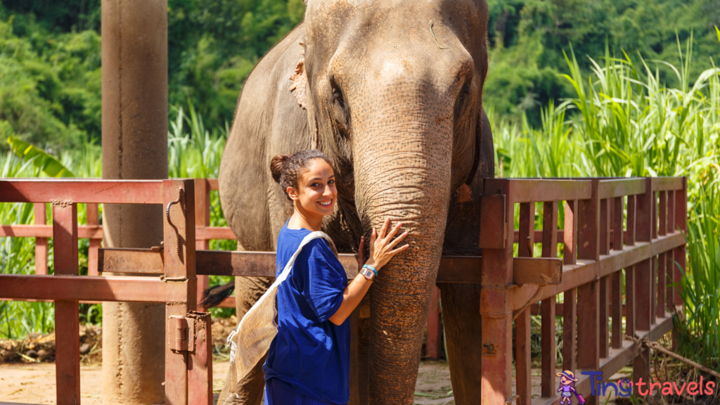 best elephant sanctuary thailand
elephant sanctuary krabi thailand
elephant sanctuary thailand chiang rai
elephant sanctuary thailand kanchanaburi
good elephant sanctuary thailand