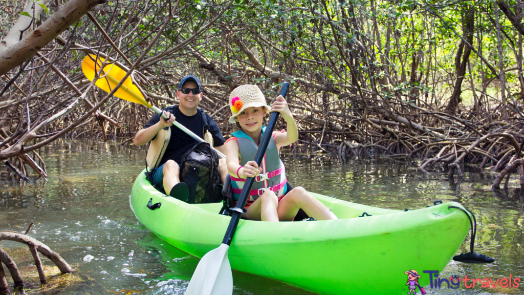 Kayaking Through The Mangroves