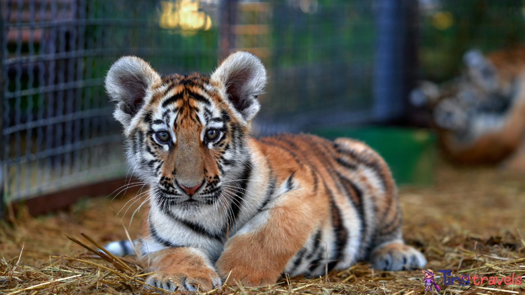 Tiger park Thailand 