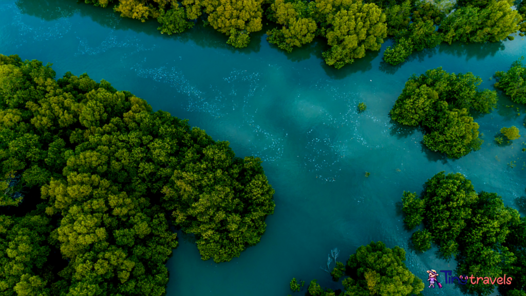 Mangrove Forest