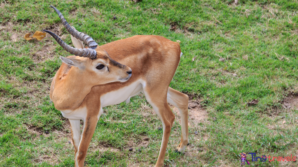 Khao Kheow Open Zoo