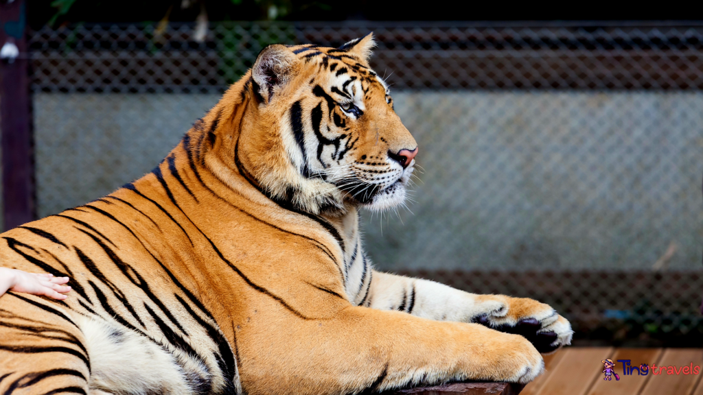 phuket zoo