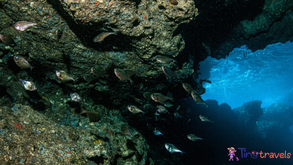 Thai Cave Fish