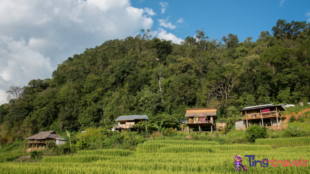 Homestay among rice terrace field in countryside at Banpabongpieng, Thailand.⁠