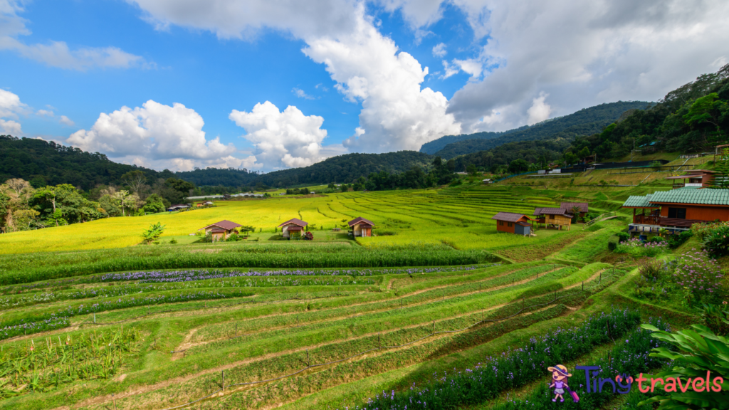 Scenery of rice terraces with homestay at Mae Klang Luang village⁠