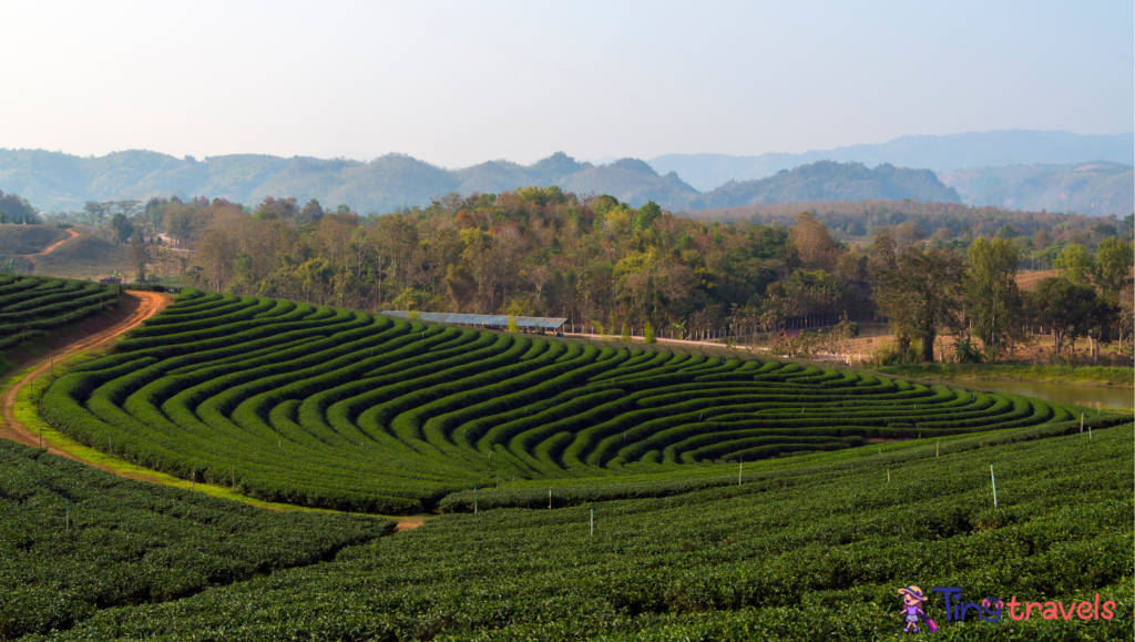 Chiang rai tea garden 