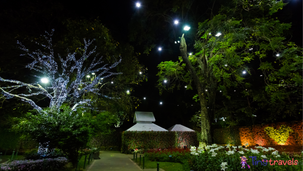 Tung garden in Chiang Rai⁠