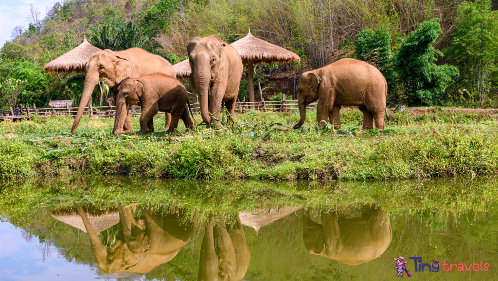 Elephant sanctuaries 