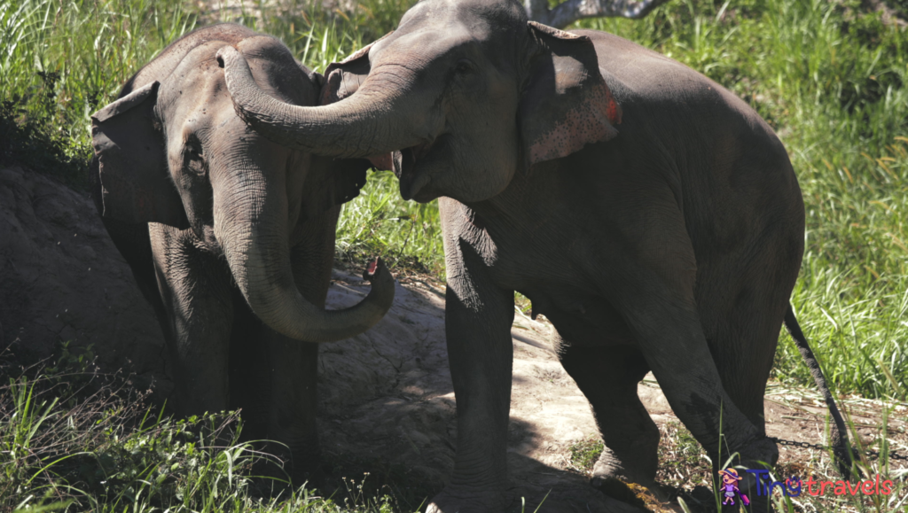 Thailand Elephant sanctuaries 