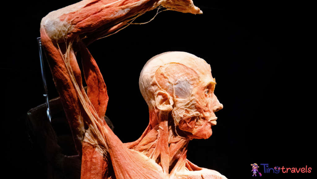 Human Body⁠, Whole Body Palatinate 