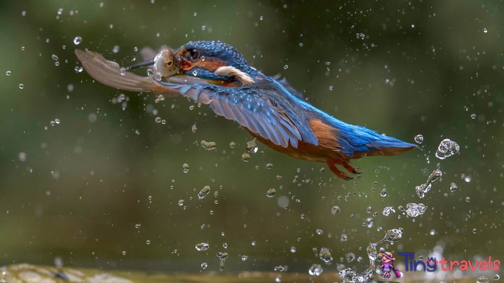 Diving Kingfisher⁠