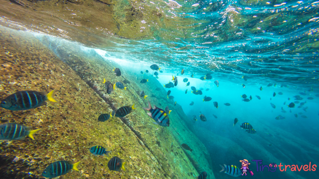 Similan Islands seabed⁠, Under Water Marine Life, Andaman Sea 