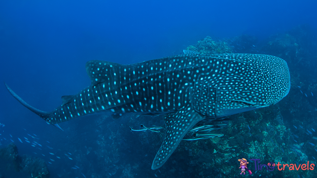 Whale shark in Richelieu Rock, North Andaman,⁠