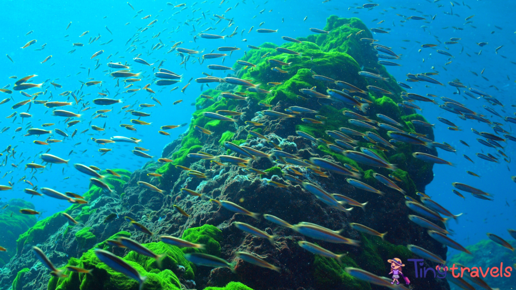 fish swimming across richelieu rock⁠