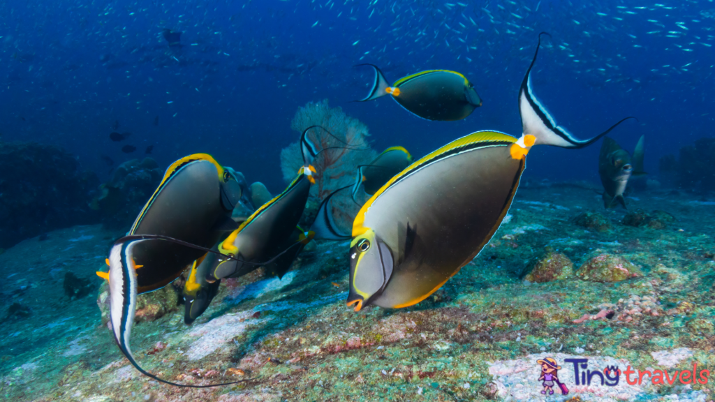 Surgeon Fish feeding on a tropical coral reef (Koh Tachai, Similans)⁠
