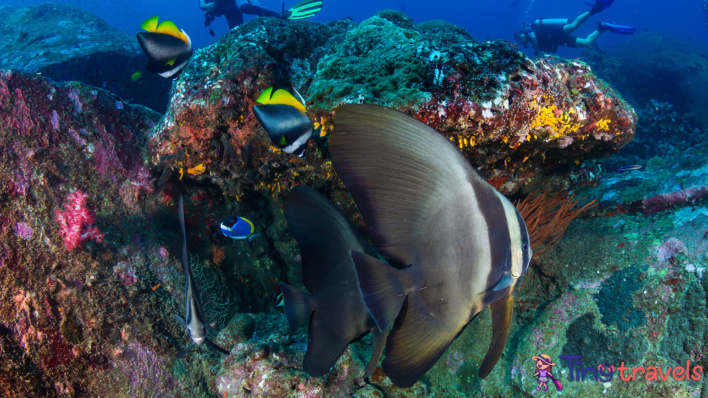 Batfish with background SCUBA divers on a coral reef (Koh Tachai, Similan Islands)⁠