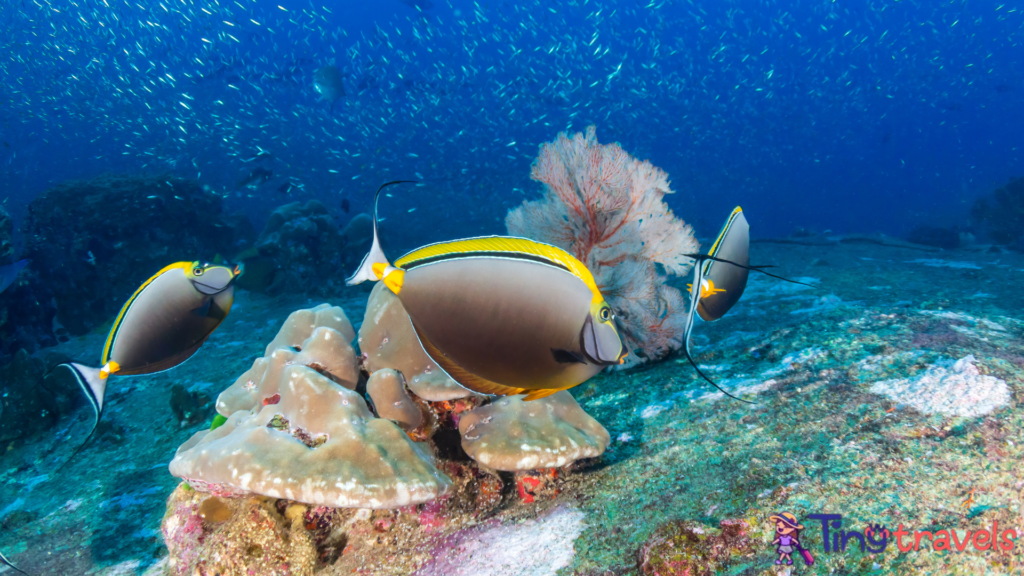 Surgeon Fish feeding on a tropical coral reef (Koh Tachai, Similans)⁠