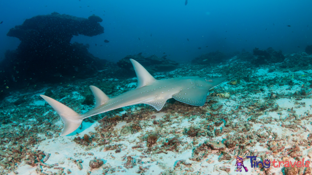 Guitar Shark at Koh Bon, Thailand⁠