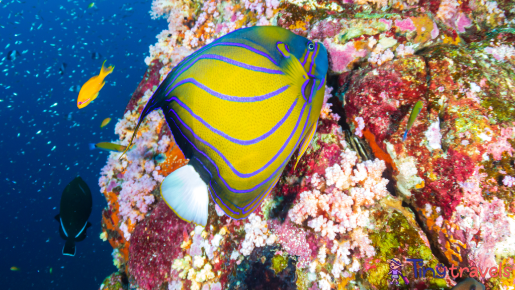 Colorful, healthy tropical coral reef at Koh Bon, Similan Islands⁠