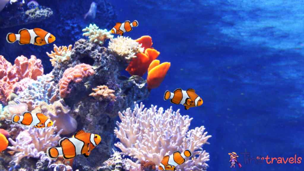 Clown Fish under sea