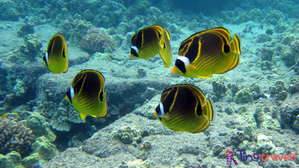 School of Raccoon Butterflyfish⁠