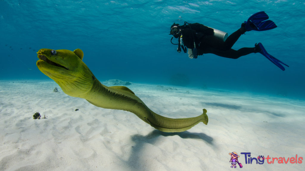 Moray Eel and Scuba Diver⁠