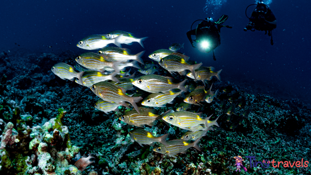 Underwater Marine Life's Environment. Reef Life under Tropical Ocean.⁠