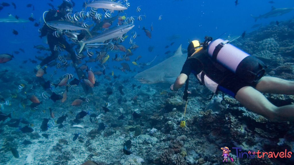 Two people scuba diving with sharks in ocean⁠