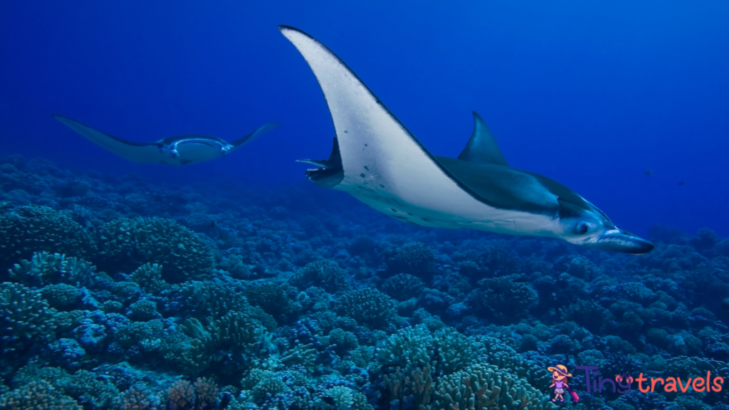 MANTA RAY 