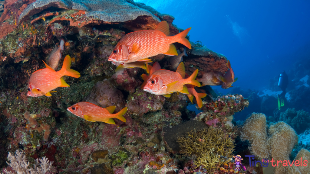 swarms of snappers weaving