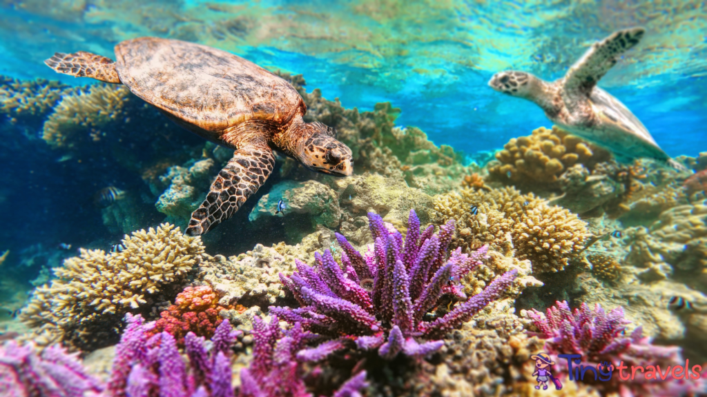 Green Sea Turtles Swimming over Coral Reefs⁠