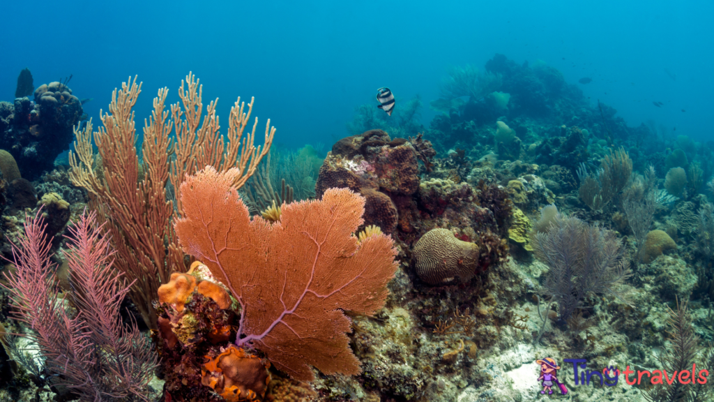 coral gardens