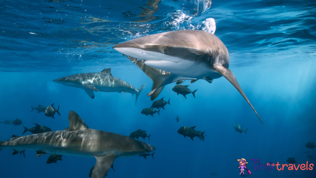 Sharks Swimming Underwater⁠