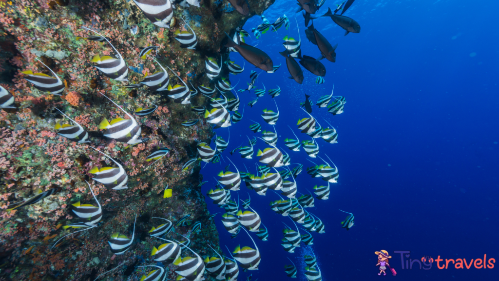 Moorish Idol⁠