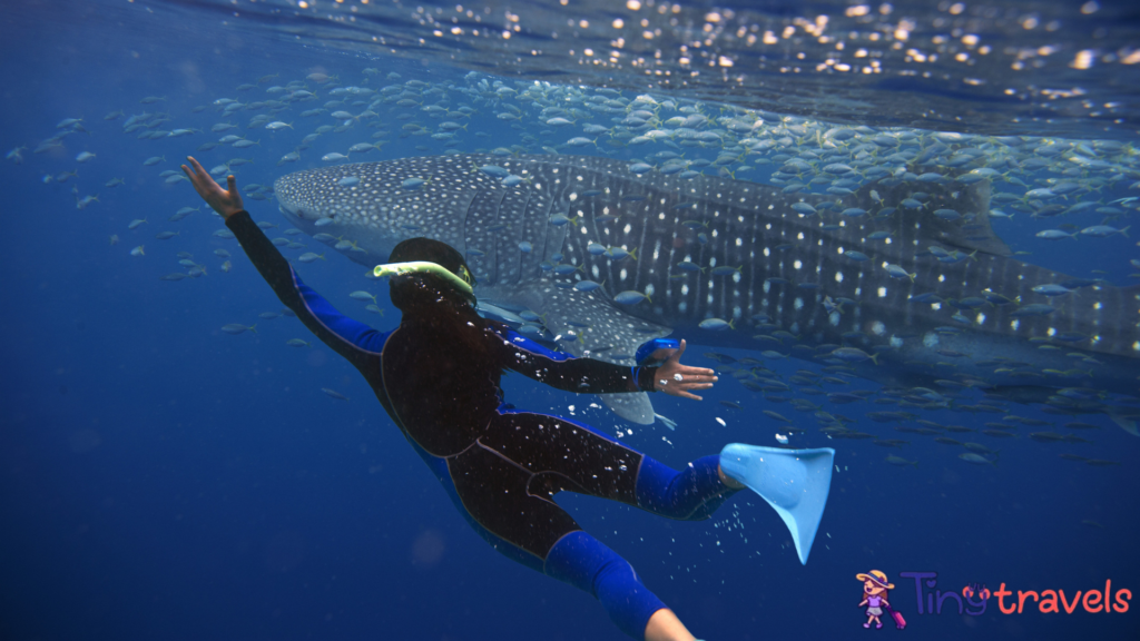 Whale Sharks