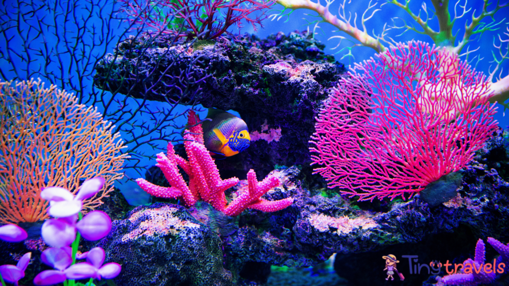 Coral reef on the ocean floor⁠