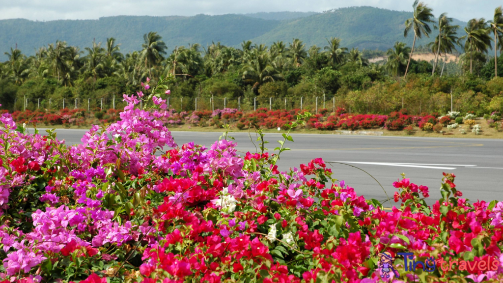 Beautiful Vougainvilleas at Koh Samui Airport 