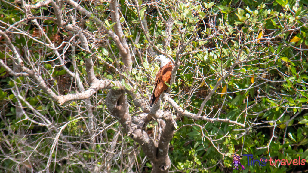 Eagle at Koh Lanta - Thailand⁠