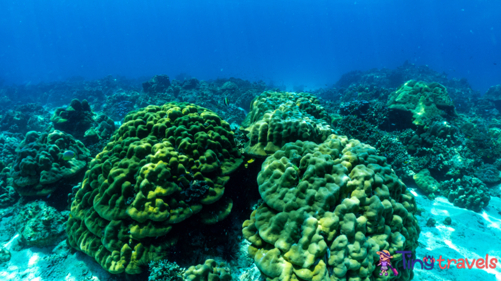 underwater scene with coral reef and fish; phi phi island; Thailand.⁠