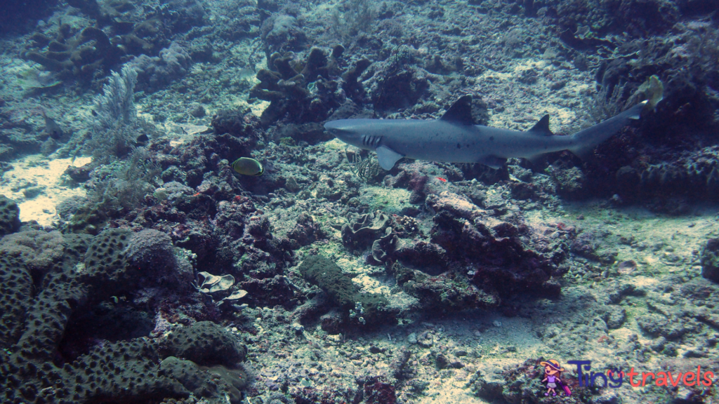 White tip reef shark at shark point⁠