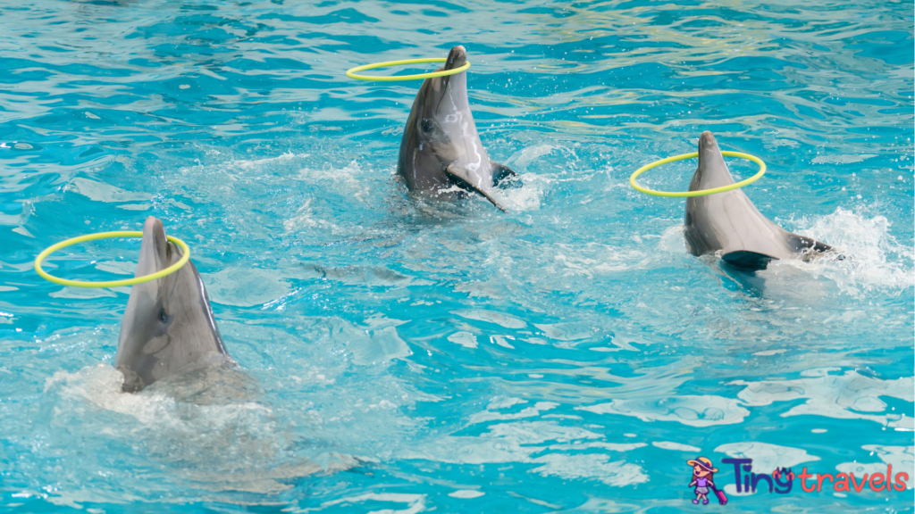 Dolphins Bay Phuket: A Marine Show Spectacle